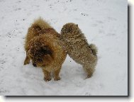 Chow Chow