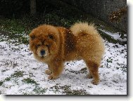 Chow Chow