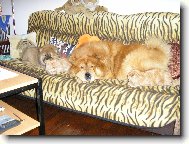 Chow Chow