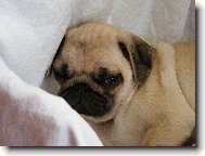 Pug