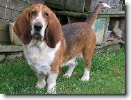 Basset hound \(Dog standard\)