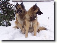 Belgian shepherd tervueren \(Dog standard\)