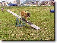Belgian shepherd tervueren \(Dog standard\)