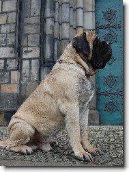 English Mastiff