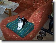 Chihuahua