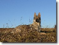 Czechoslovakian wolfdog