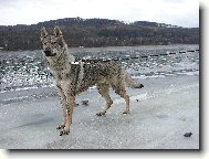 Chechoslovakian wolfdog \\\\\\\\\\\\\\\\\\\\\(Dog standard\\\\\\\\\\\\\\\\\\\\\)