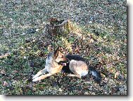 German Shepherd Dog