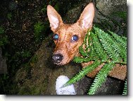 German Pinscher \(Dog standard\)