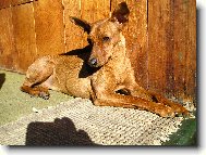 German Pinscher