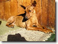 German Pinscher \(Dog standard\)