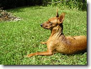 German Pinscher