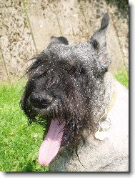 Riesenschnauzer