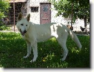 White swiss shepherd dog \(Dog standard\)