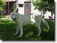 White swiss shepherd dog \\\\\(Dog standard\\\\\)