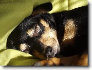 PRAGUE RATTER