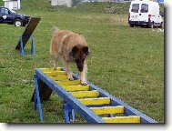 Belgian shepherd tervueren \(Dog standard\)