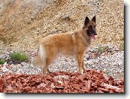 Belgian shepherd tervueren \(Dog standard\)