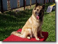 Belgian shepherd tervueren \(Dog standard\)