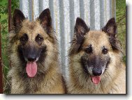 Belgian shepherd tervueren \(Dog standard\)