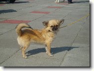 Chihuahua