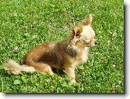 Chihuahua