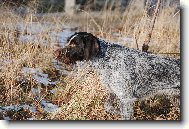 Czech Pointer, Bohemian wire-haired Pointing griffon