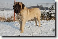 English Mastiff