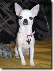 Chihuahua