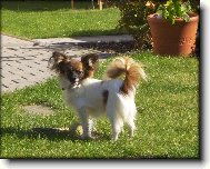 Papillon
