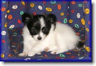 Papillon