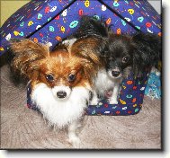 Papillon