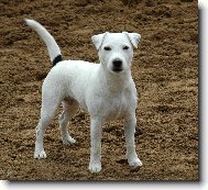 Parson Russel Terrier