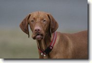 Rövidszörü Magyar Vizsla, Hungarian Short-haired Pointing Dog