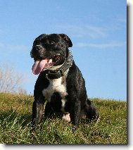 Staffordshire bull terrier \(Dog standard\)