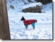 Chihuahua