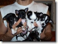 Chihuahua