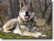 Chechoslovakian wolfdog \\\\\(Dog standard\\\\\)