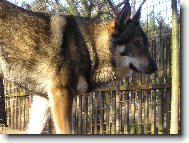 Czechoslovakian wolfdog