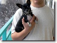 Chihuahua