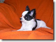 Chihuahua