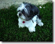 icu, Shih-Tzu