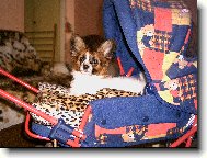 Continental Toy Spaniel / Epagneul nain Continental