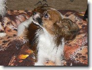 Continental Toy Spaniel