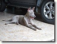 Thailand-Ridgeback