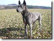 Thailand-Ridgeback