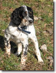 English setter