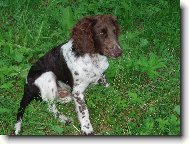 German Spaniel, Deutscher Wachtelhund