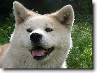 Akita-inu