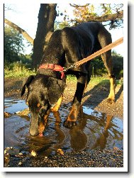 Dobermann, Doberman